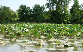 Wetland with water lillies